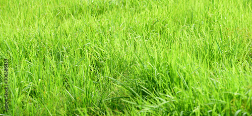 Green grass background ,green field background