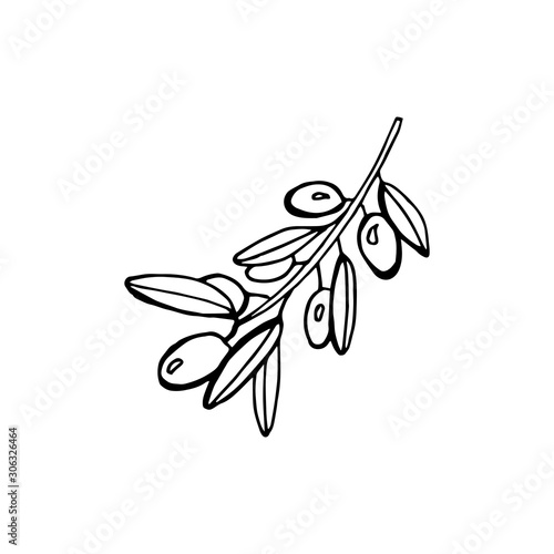 Hand drawn olive branch - vector illustration isolated on white backgrund