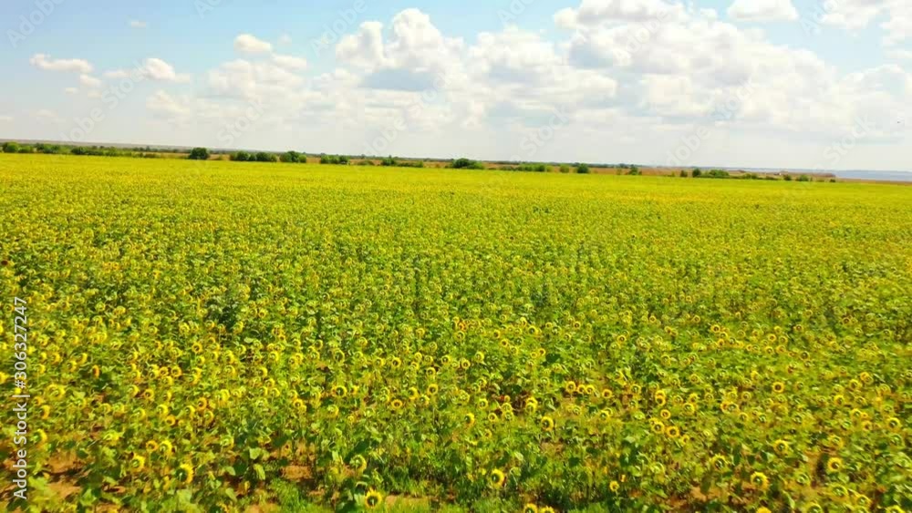 Aerial view of Sunflowers field. Flight over the sunflower field. Drone moving across a yellow field of sunflowers, aerial view of a sunflower field , flowering sunflower. Aerial view of Sunflowers field. Flight over the sunflower field. Drone moving across a yellow field of sunflowers, aerial view of a sunflower field , flowering sunflower.