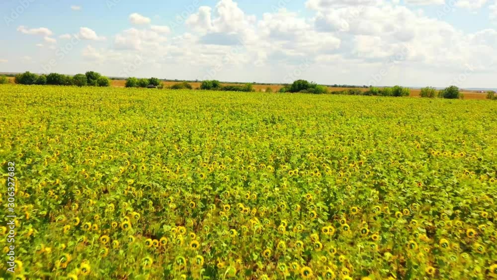 Aerial view of Sunflowers field. Flight over the sunflower field. Drone moving across a yellow field of sunflowers, aerial view of a sunflower field , flowering sunflower. Aerial view of Sunflowers field. Flight over the sunflower field. Drone moving across a yellow field of sunflowers, aerial view of a sunflower field , flowering sunflower.