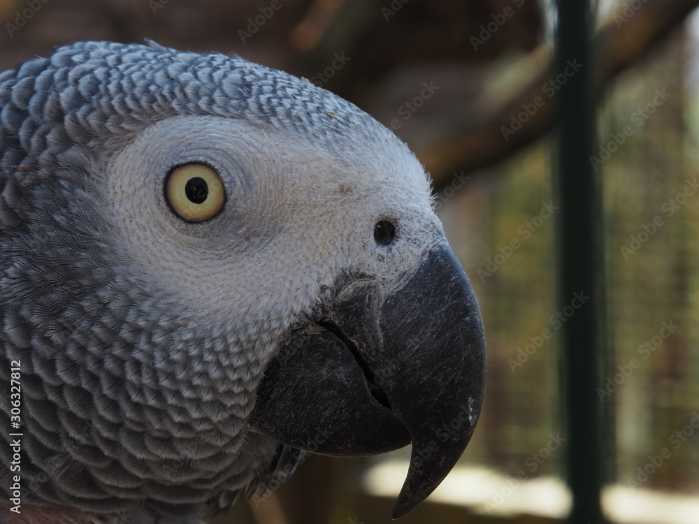 Obraz premium portrait perroquet gris 