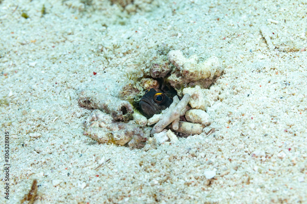 The surprising underwater world of the Indian and Pacifical Oceans The surprising underwater world of the Indian and Pacifical Oceans