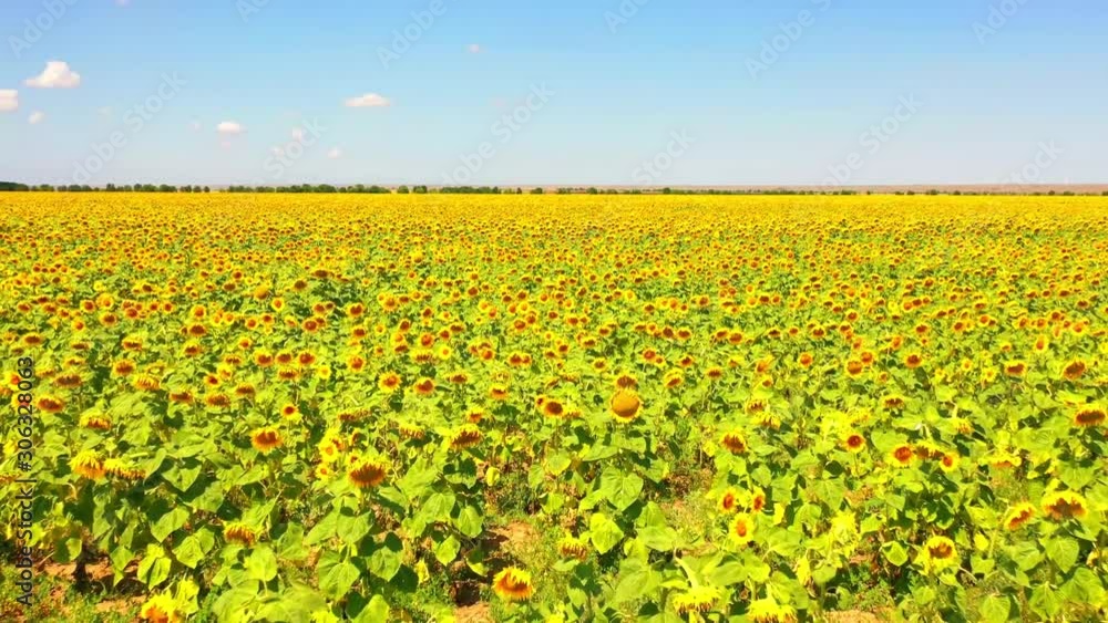 aerial drone shot, flying over vineyards, approaching sunflower fields, flying over sunflowers in the bright sunlight Crimea aerial drone shot, flying over vineyards, approaching sunflower fields, flying over sunflowers in the bright sunlight Crimea