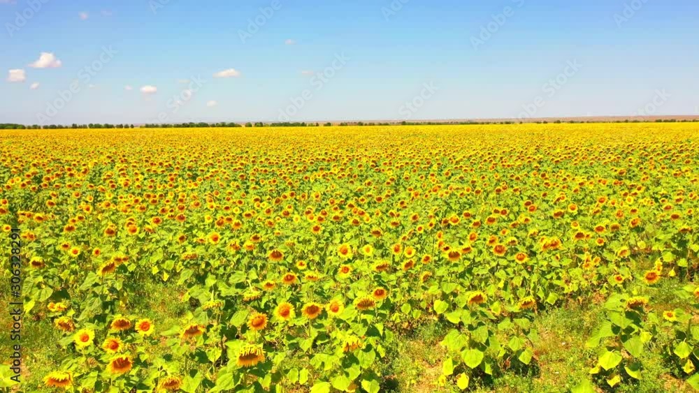 Aerial view of Sunflowers field. Flight over the sunflower field. Drone moving across a yellow field of sunflowers, aerial view of a sunflower field , flowering sunflower. Aerial view of Sunflowers field. Flight over the sunflower field. Drone moving across a yellow field of sunflowers, aerial view of a sunflower field , flowering sunflower.