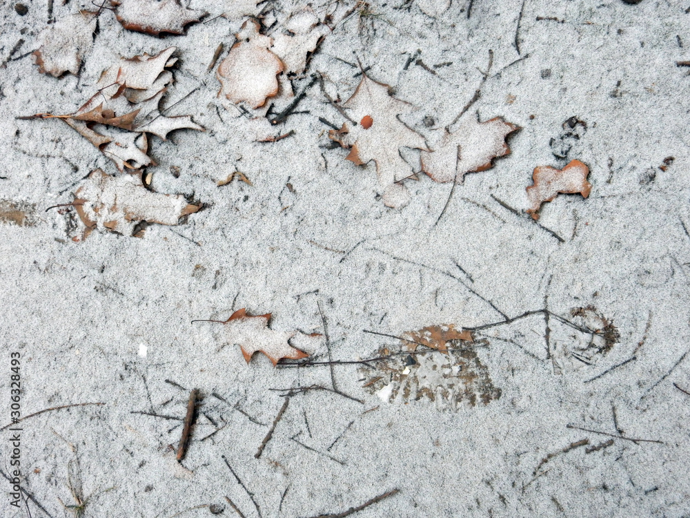 autumn brown leaves powdered with the first snow
