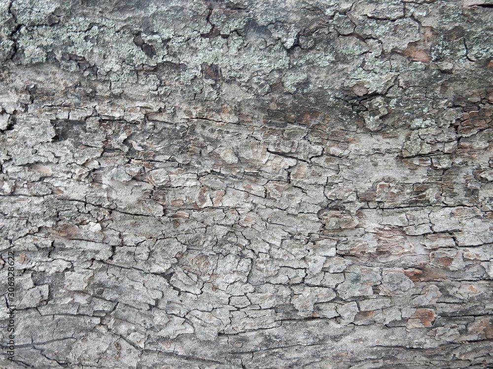 brown bark of a tree overgrown with moss