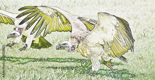 Close up of a large brown Cape vulture photo