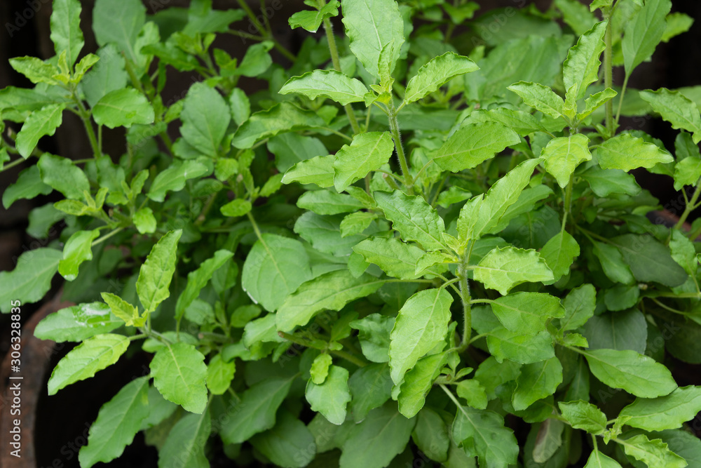 group of holy basil tree, selective focus. food and herbal plant at home garden, agriculture concept. group of holy basil tree, selective focus. food and herbal plant at home garden, agriculture concept.