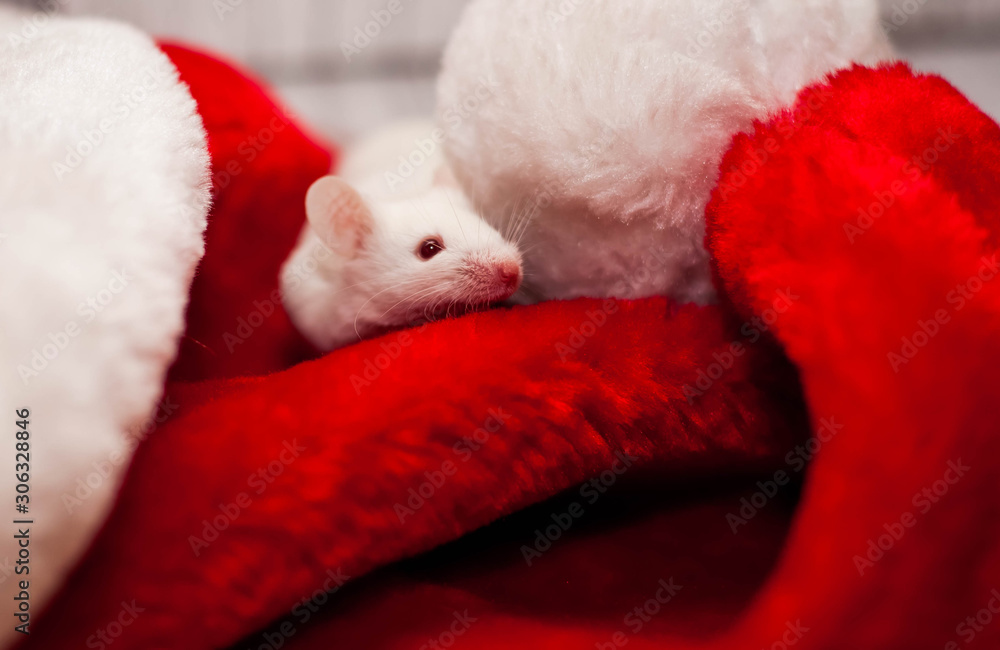 White mouse. symbol of 2020. Christmas mouse on red hat Santa White mouse. symbol of 2020. Christmas mouse on red hat Santa