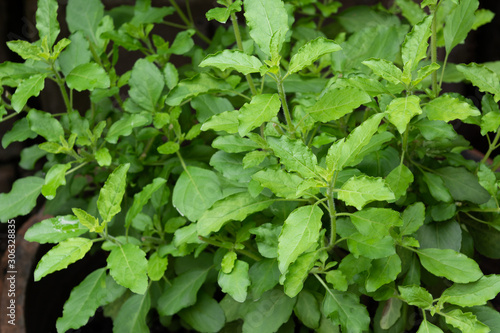 group of holy basil tree  selective focus. food and herbal plant at home garden  agriculture concept.