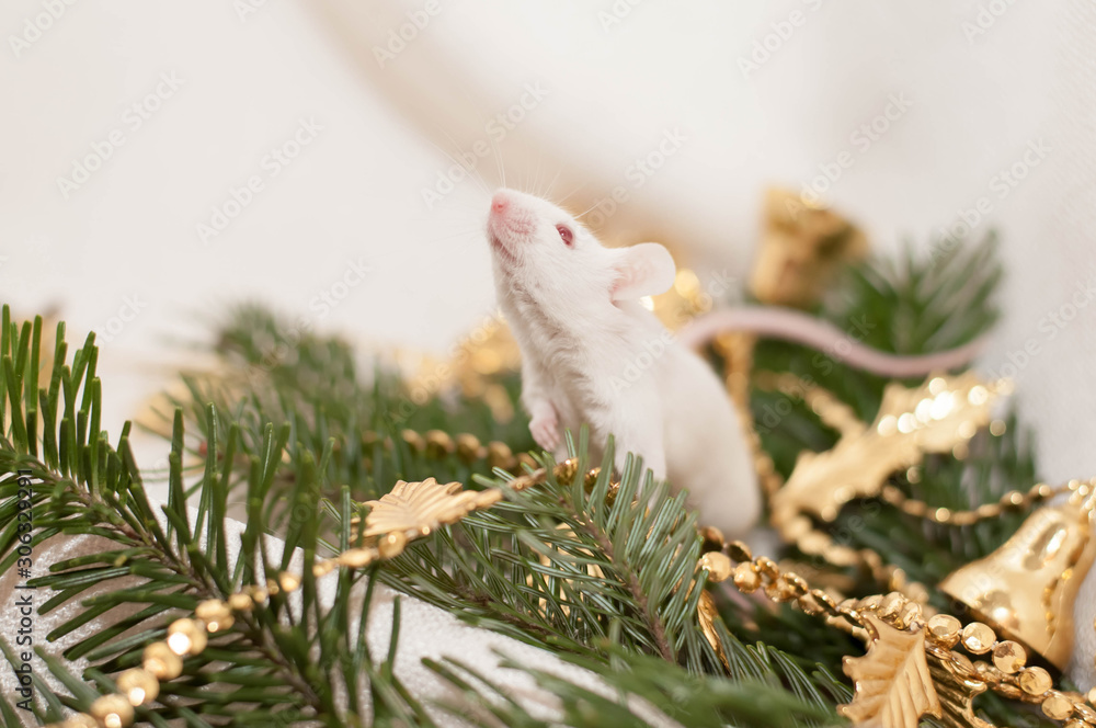 white mouse. symbol of 2020. on a white cloth with a spruce branch and a gold garland. New year, Christmas, Chinese new year white mouse. symbol of 2020. on a white cloth with a spruce branch and a gold garland. New year, Christmas, Chinese new year