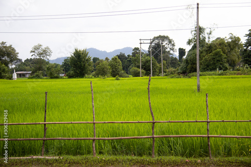 A wooden fence in front of green rice fields in Laos.