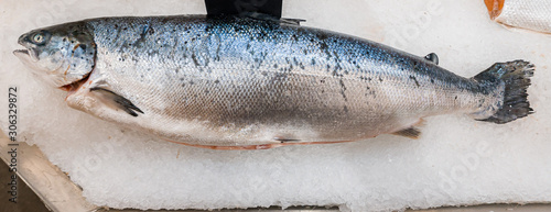 Frozen sea fish in ice on a counter in a store during the sale of fresh and healthy products.