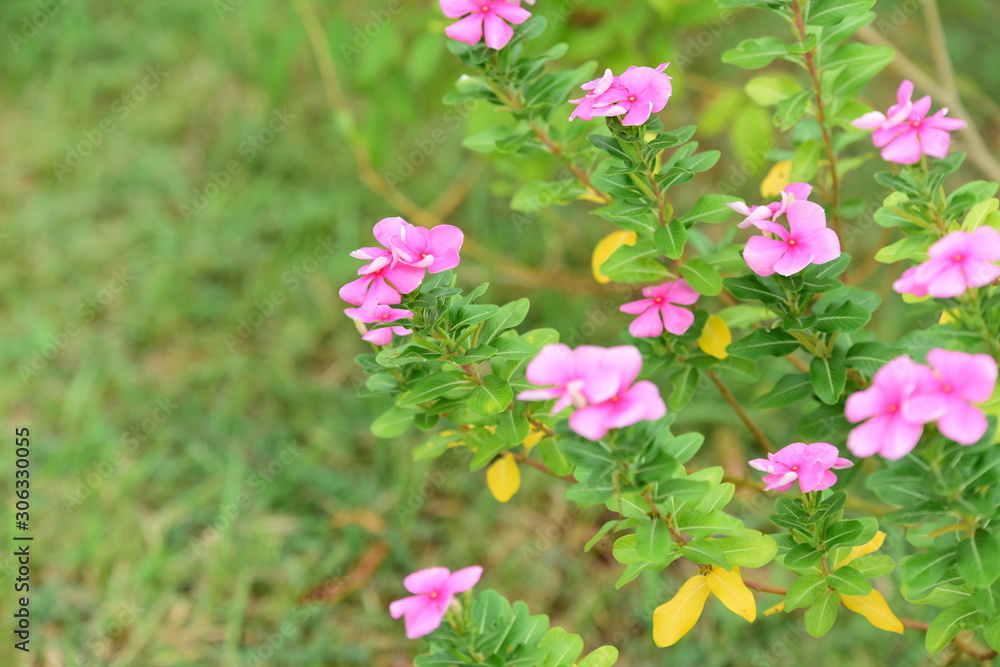 Fototapeta premium Colorful flowers in the garden.flower blooming.Beautiful flowers in the garden. 