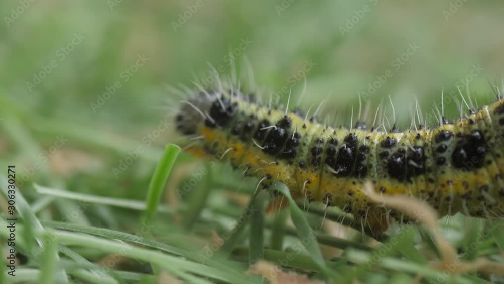 yellow caterpillar crawling in grass macro shot 4k yellow caterpillar crawling in grass macro shot 4k