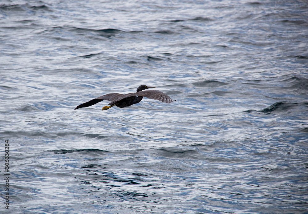 Fishing bird flying over the surface of the pacific ocean in Raja Ampat, West-Papua, south-east Asia.