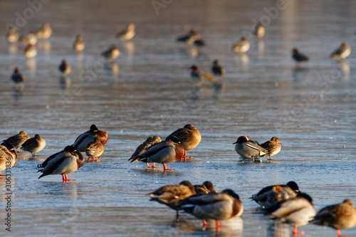 Mallard and the coot on the frozen Soderica lake, Croatia