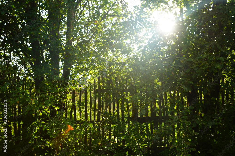 Fototapeta premium green background with trees