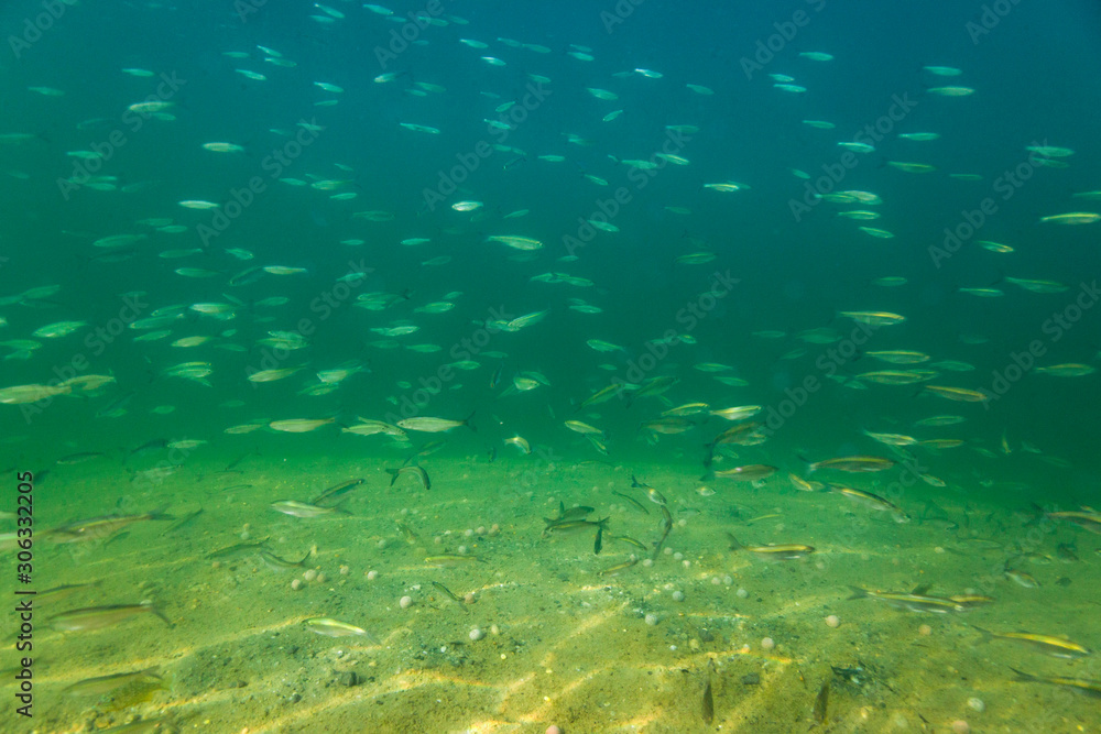 Shallow water of the ake with the shoal of Alburnoides bipunctatus, known vernacularly as the schneider, spirlin, bleak, riffle minnow Shallow water of the ake with the shoal of Alburnoides bipunctatus, known vernacularly as the schneider, spirlin, bleak, riffle minnow
