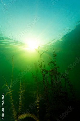 Underwater photo of the common carp or European carp (Cyprinus carpio) in Soderica Lake, Croatia