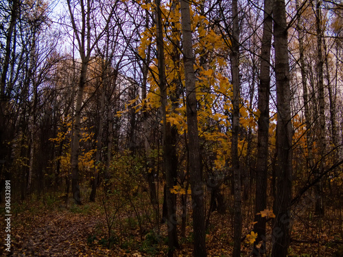 autumn forest on a cloudy day  the outskirts of Moscow.
