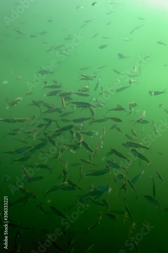 Shallow water of the ake with the shoal of Alburnoides bipunctatus  known vernacularly as the schneider  spirlin  bleak  riffle minnow