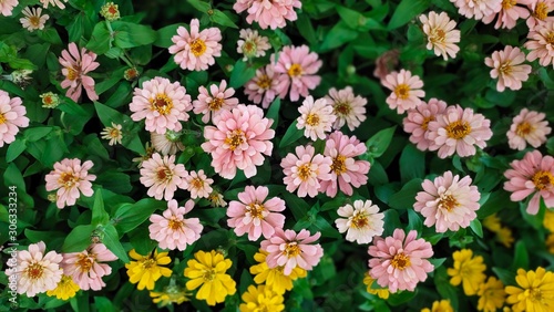 flowers in the garden