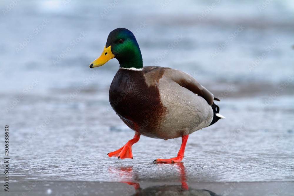 Mallard on the frozen lake, Soderica, Croatia Mallard on the frozen lake, Soderica, Croatia