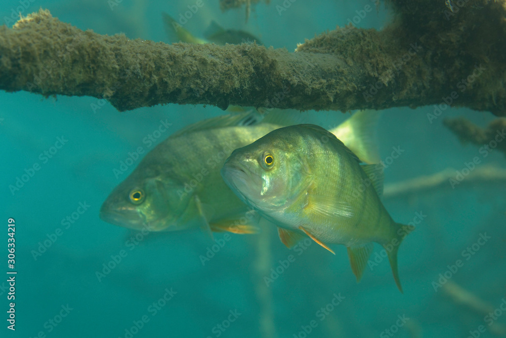 Fototapeta premium Underwater photo of Perca fluviatilis, commonly known as the common perch, European perch, in Soderica Lake, Croatia
