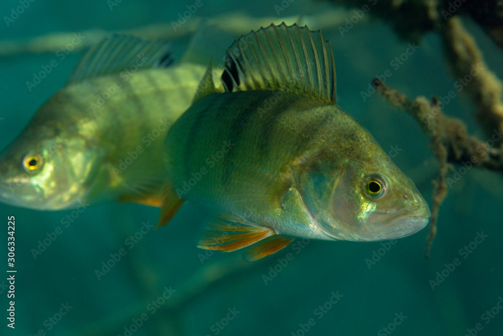 Obraz premium Underwater photo of Perca fluviatilis, commonly known as the common perch, European perch, in Soderica Lake, Croatia