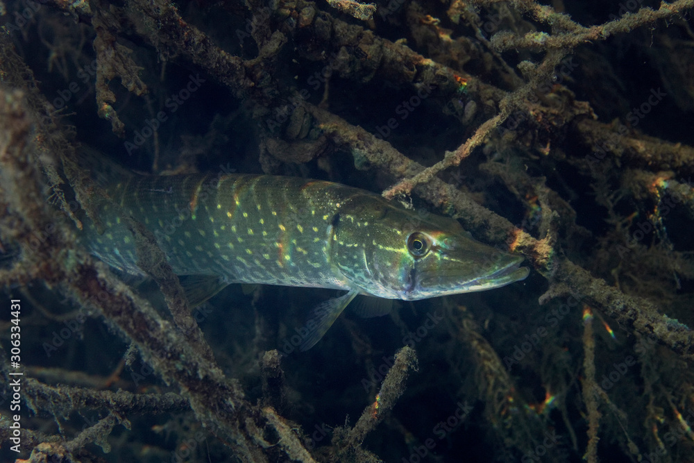 Underwater photo of the northern pike (Esox lucius) in Soderica Lake, Croatia Underwater photo of the northern pike (Esox lucius) in Soderica Lake, Croatia