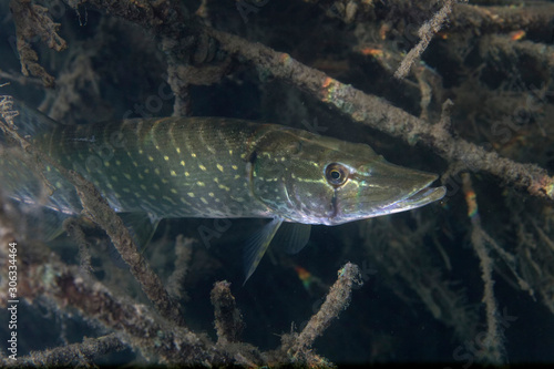 Underwater photo of the northern pike (Esox lucius) in Soderica Lake, Croatia