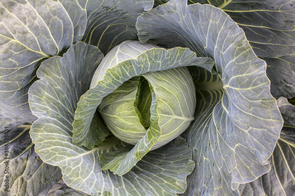 Obraz premium Fresh cabbage head. Close-up.
