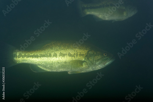 Underwater photo of the largemouth bass (Micropterus salmoides) in Soderica Lake, Croatia photo