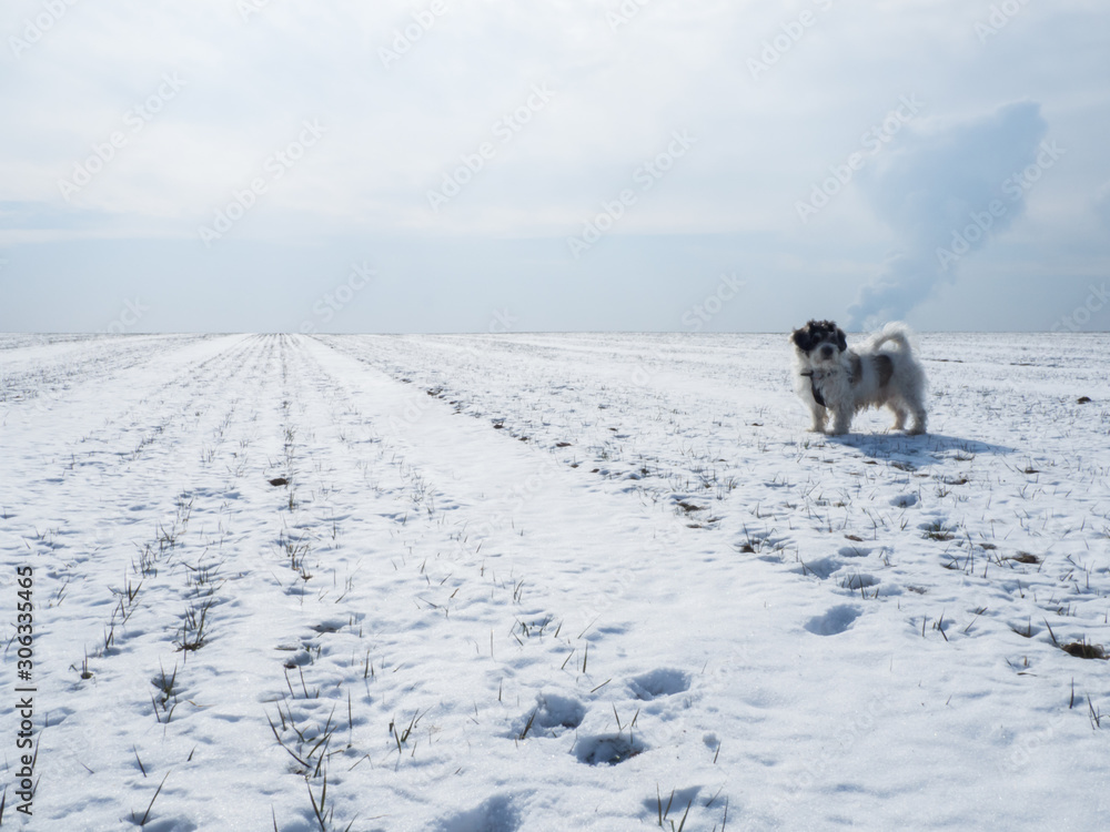 Dog having fun at snow