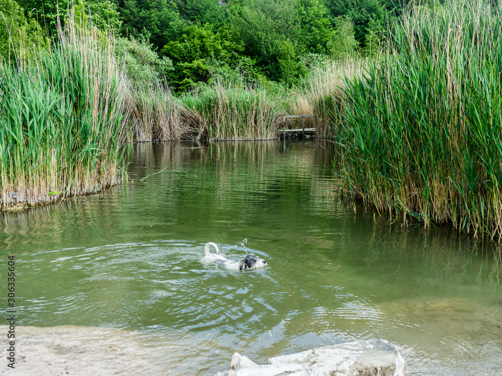 Dog swimming in quarry, Růženin lom Dog swimming in quarry, Růženin lom