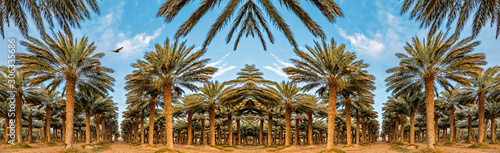 Panorama with plantation of date palms. Digital composite, image depicts desert agriculture industry in the Middle East © sergei_fish13