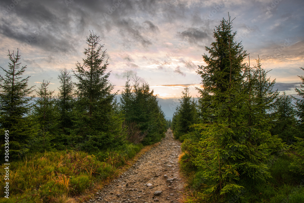 forest path in the mountains with trees around and beautiful clouds at sunrise forest path in the mountains with trees around and beautiful clouds at sunrise