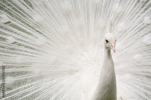 White peacock feathers photo