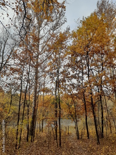 slender trees with yellow foliage by the river