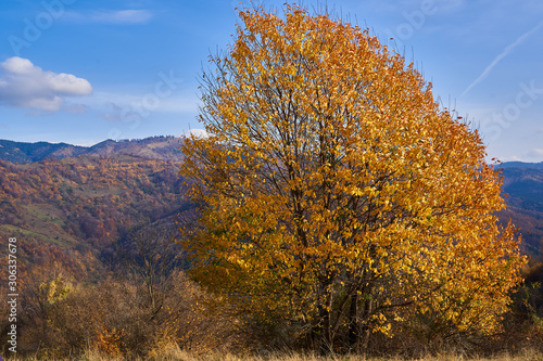 Beech trees with golden leaves