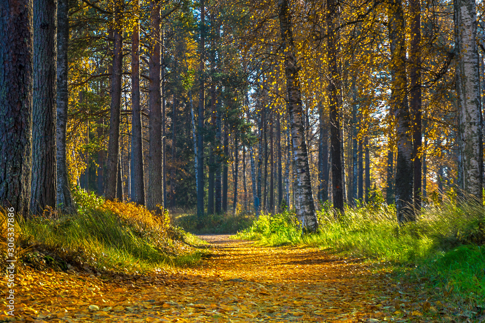 path in autumn forest