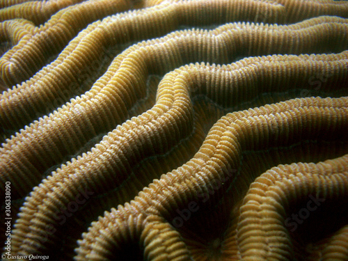underwater coral reef caribbean sea 
