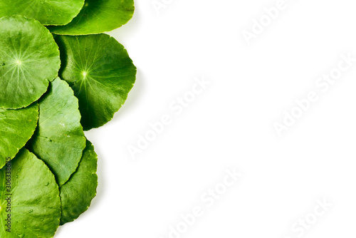 Asiatic Leaf Herb gotu kola, indian pennywort, centella asiatica, tropical herb isolated on white background. ayurveda herbal medicine inhibited or slowed growth of cancer cells Help prevent cancer photo
