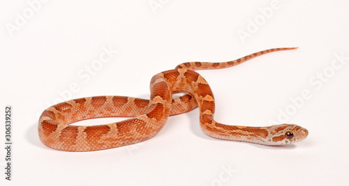 Tablou pe pânză Corn snake / Kornnatter - Hypo Masque Diffused (Pantherophis guttatus)