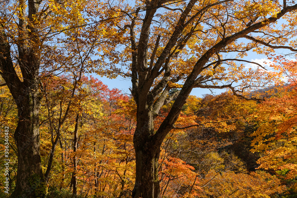 岩手県松川渓谷　紅葉の森とみずならの木
