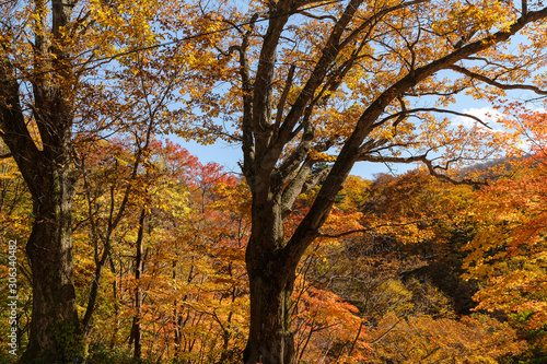 岩手県松川渓谷 紅葉の森とみずならの木