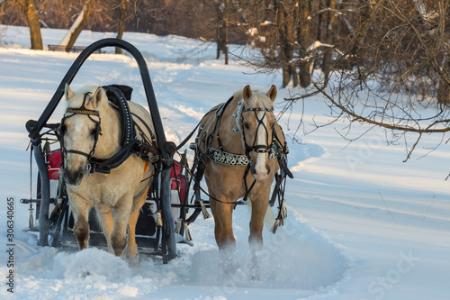 2019.01.09, Moscow, Russia. a pair of horses with sleigh ride tourists in the winter park, front view. Winter entertainment of Russia. © dimakig