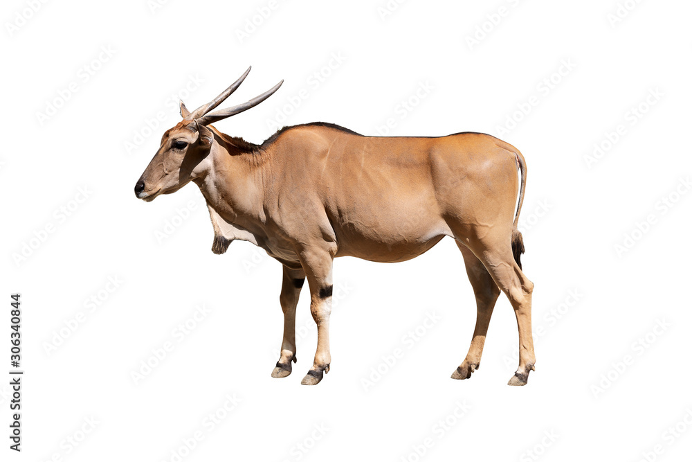 Obraz Eland antelope isolated on white background. Also known as Kanna it is the world's biggest antelope.