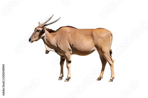 Eland antelope isolated on  white background. Also known as Kanna it is the world's biggest antelope. photo
